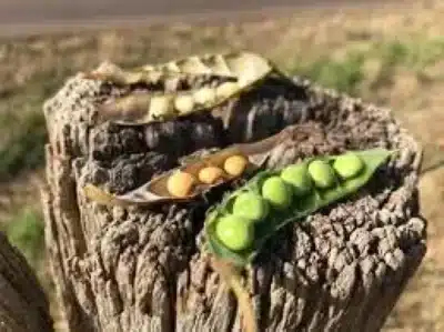 Lula Assina Acordo Histórico com Índia: Feijão e Futuro da Exportação em Foco!