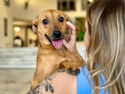 Tarcísio de Freitas saca nova lei: enterro de pets em jazigos é agora possível em SP!