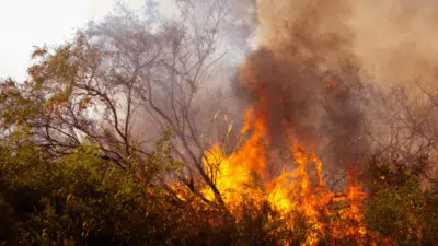 Brasil em Chamas: Prejuízos Bilionários Revelados pelo Banco Mundial em 2024!