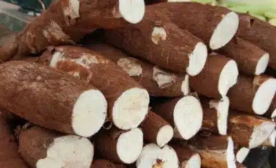 Mandioca: Preços Disparam! Produtores Rondonopolitanos Retêm Estoque em Crise