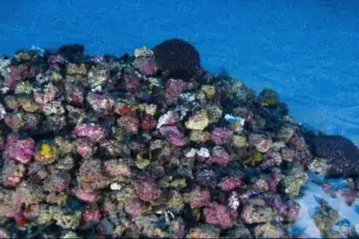 Branqueamento de Corais: Alerta Global com 80&percnt; dos Organismos Ameaçados