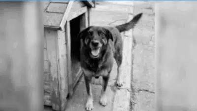 Protestos em Massa por Toda o Brasil Contra Morte de Cachorro Chamado Orelha!