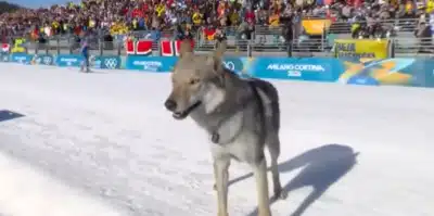 Nazgul, o cão surpresa, invade esqui cross-country e causa alvoroço em Milão-Cortina!