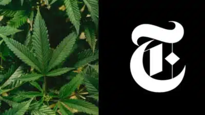 New York Times Alerta: Urgente Regulamentação da Maconha Após Explosão no Uso e Problemas de Saúde