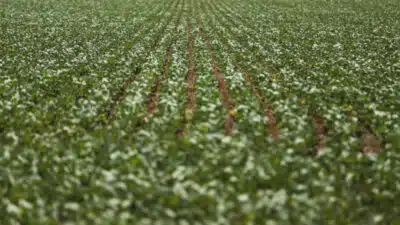 Safra Recorde Brasileira de Grãos: Conab Projeta Explosão na Produção!