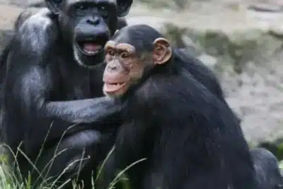 Chimpanzés Bêbados? Estudo Surpreendente Revela Ingestão de Álcool em Urina