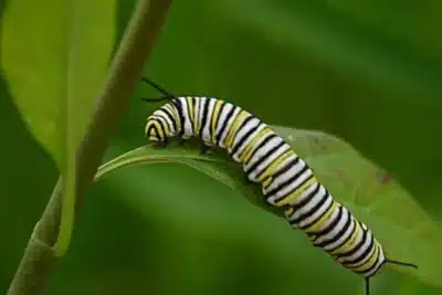 Lagartas Surpreendem Cientistas: Descoberta Revoluciona a Percepção Sonora!