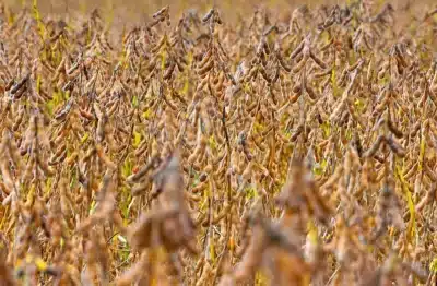 Colheita da Soja no Brasil: A Safra 2025/26 em Risco com Ritmo Lento e Desafios Climáticos!