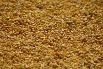 Milho: Queda na Bolsa, Expectativas e Novas Vendas na Ucrânia e EUA