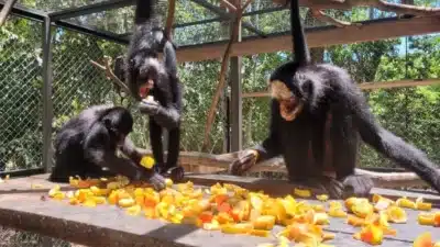 Macacos-Aranha em Alerta Vermelho: Nova Adição ao Zoológico de SP!