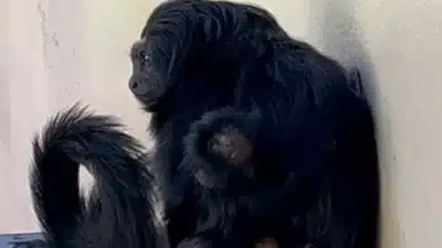 Mico-Leão-Preto Nasce em São Paulo: Novo Marco na Conservação de 2026!