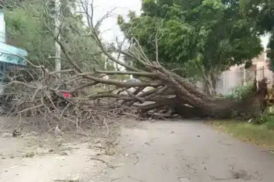 Uruguaiana em Crise: Tempestade Devasta e Milhares Ficam Sem Energia!