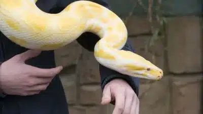 Píton Revela Segredo: Nova Molécula Pode Combater a Obesidade em Humanos!