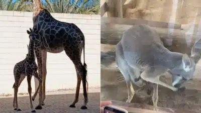 Filhote de Girafa e Canguru-Vermelho: Nascimento Surpreendente em Cotia!