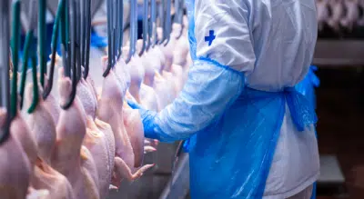 MBRF Faz Investimento Recorde no Paraná: Bilhões para Aumentar Produção Global!