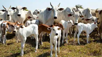 IBGE Revela Crescimento Histórico no Setor Agropecuário de 2025 – Números Surpreendem!