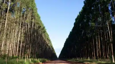 Suzano Eleva Preços da Celulose em Ataque Global e Impacta Mercados!