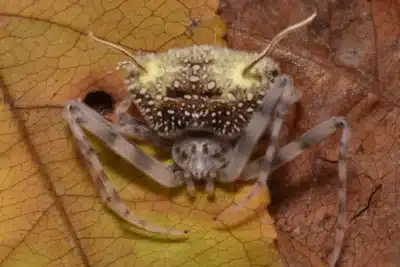 Aranha-Parasita Surpreende Cientistas com Adaptação Inédita na Amazônia!