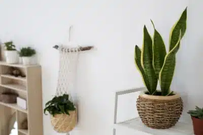 Plantas do Feng Shui: Desvende o Segredo para Casa Harmoniosa e Próspera!