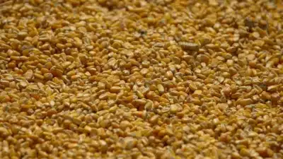 Ucrânia: Preços de Fertilizantes Ameaçam Planos de Plantio de Milho em 2027!