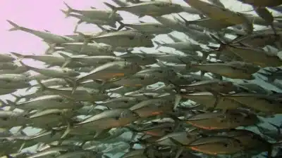 Peixes Gigantes em Risco: 97&percnt; da Espécie Pode Extinto em Alerta Global