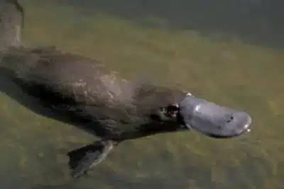 Ornitorrinco: Descoberta Surpreendente Revela Segredos da Melanina e Adaptação Aquática!