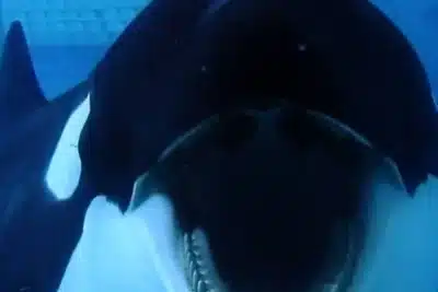 Orcas comem orcas: Descoberta chocante revela canibalismo na Ilha de Bering!