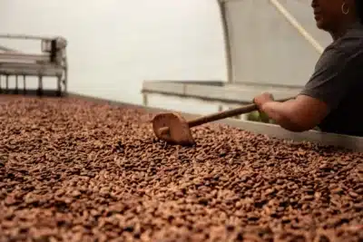 Chocolat du Jour: A Saga Brasileira que Conquistou o Paladar em 2026!