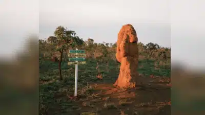 Professora de Biologia Sumida: Desespero nas Buscas no Parque Nacional das Emas