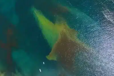 Mar Vermelho Chocante no Litoral de SP: O que Você Precisa Saber Agora!