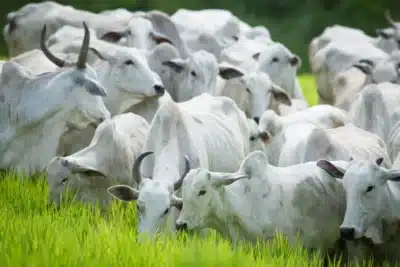 Alerta na China: Febre Aftosa atinge rebanhos em Xinjiang e Gansu – Crise animal!