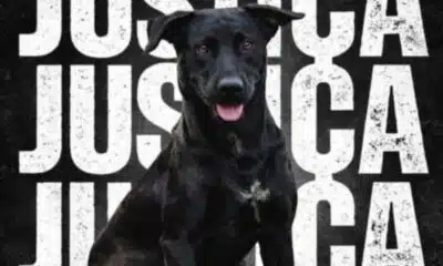 Morte de Brutus em Goiânia: O que a Polícia Civil investiga após o disparo?