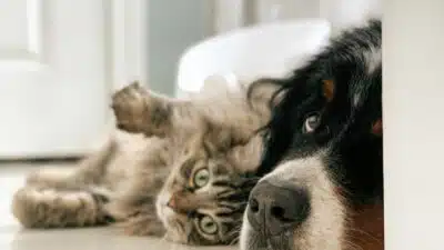 Depa Revoluciona Combate a Maus-Tratos: 20.900 Casos Registrados em SP!