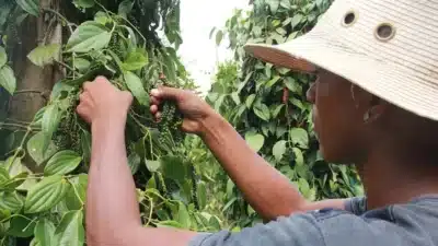 Pimenta-Do-Reino: Duas Bactérias Revelam Inovação que Pode Turbinar a Produção no Brasil!